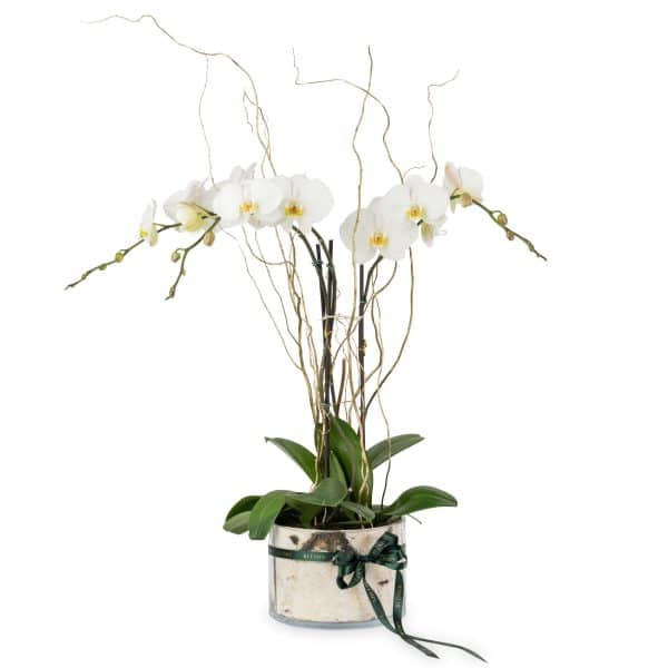 Our bespoke Orchid planter features three elegant orchids in a unique birch bark lined vase with golden willow branches