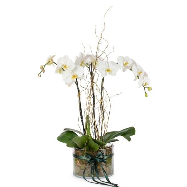 Our bespoke Orchid planter features three elegant orchids in a moss lined vase with golden willow branches